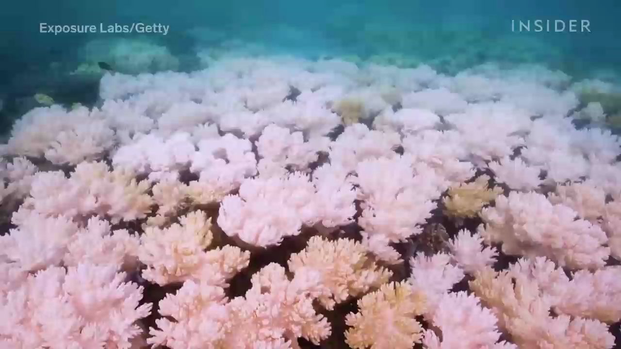 [图]Why The Great Barrier Reef Could Disappear By 2050