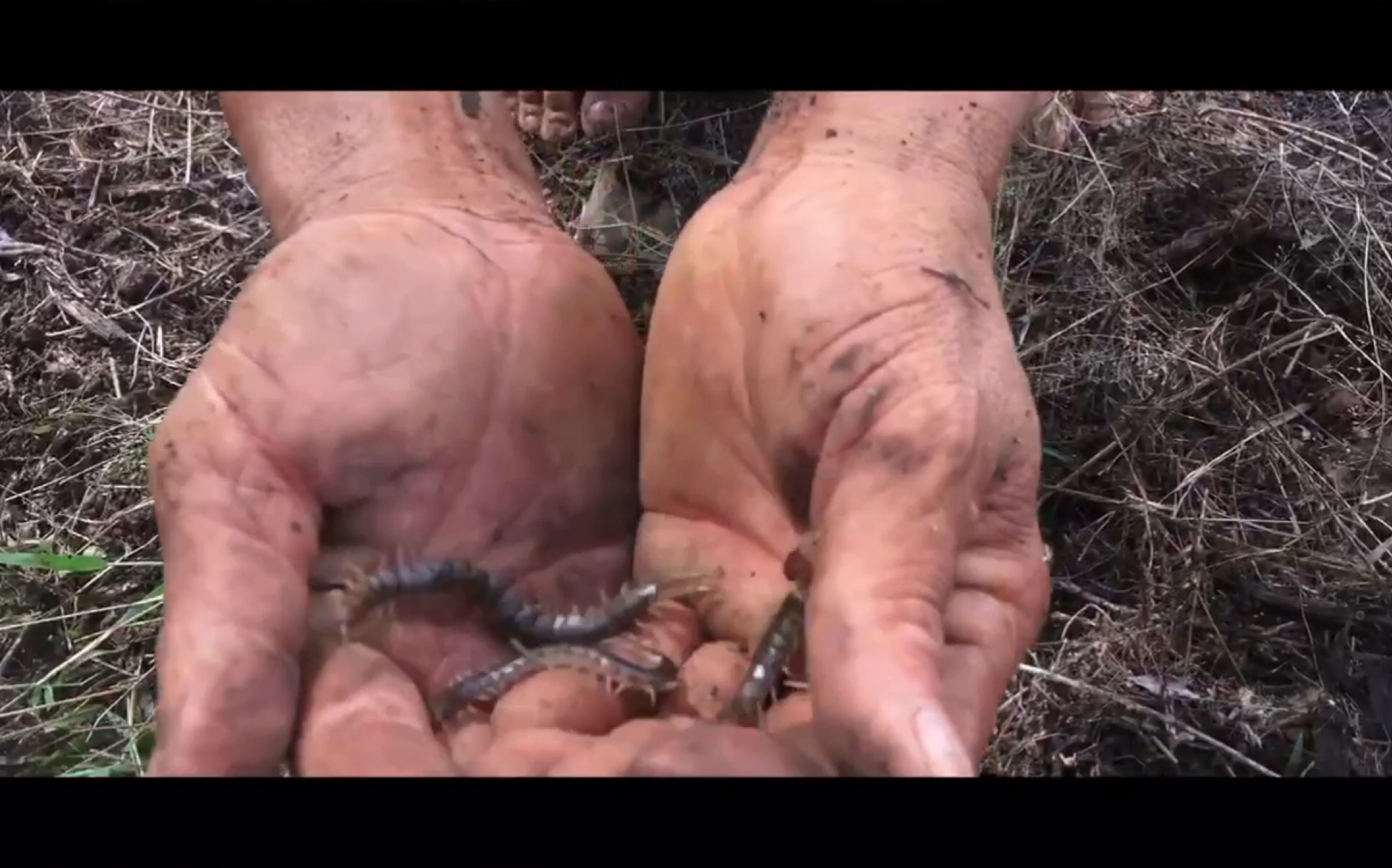 原始技能嘎嘣脆美味徒手抓蜈蚣吃