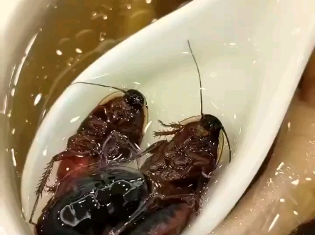 ok呀 兄弟们 吃个清蒸蟑螂