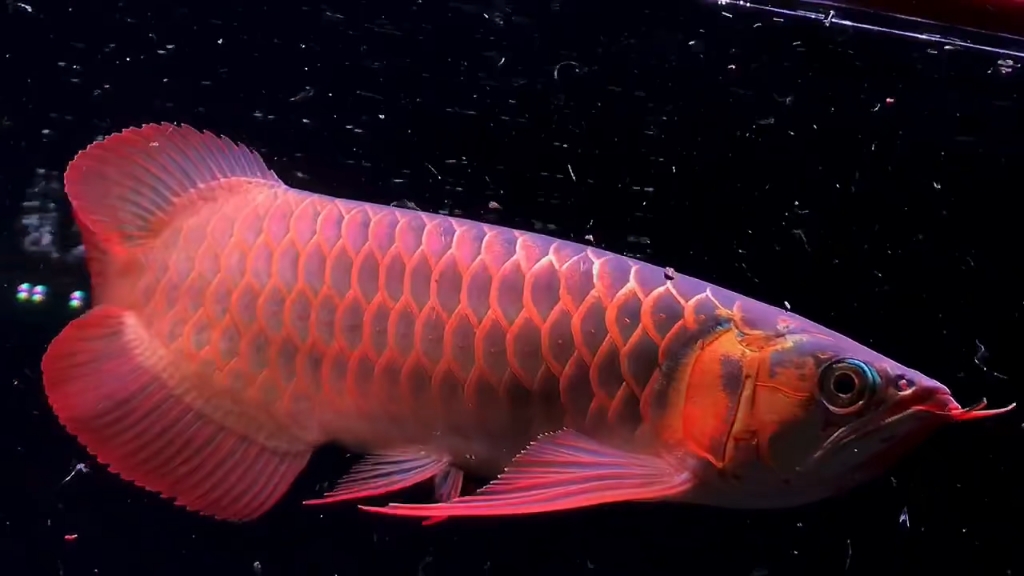 35厘米印尼红龙,尾巴已经修剪好,慢慢等恢复期!