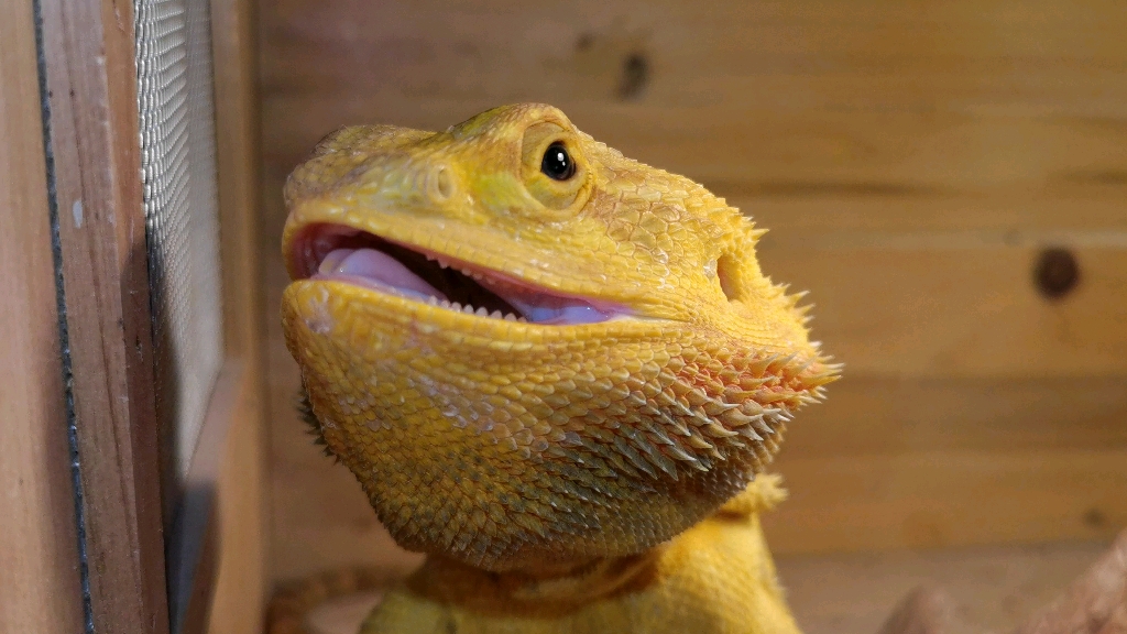 【鬃狮蜥】也没啥事就是给你们看看帕夫的牙齿