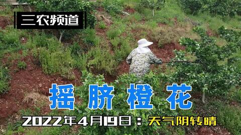 莘橙果园 22年4月19日 摇脐橙花 哔哩哔哩