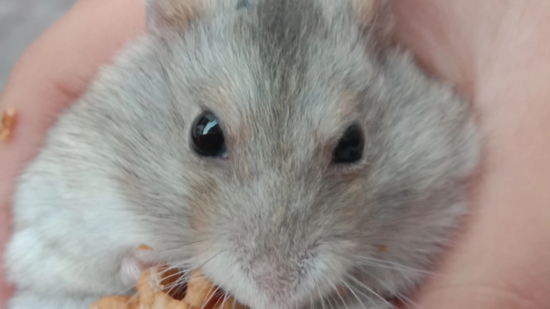 可可爱爱小胖鼠!