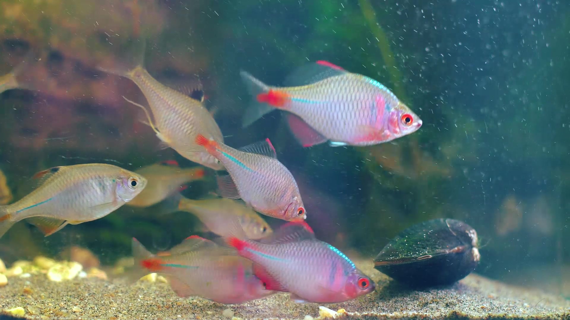 鳑鲏小鱼苗一年的状态