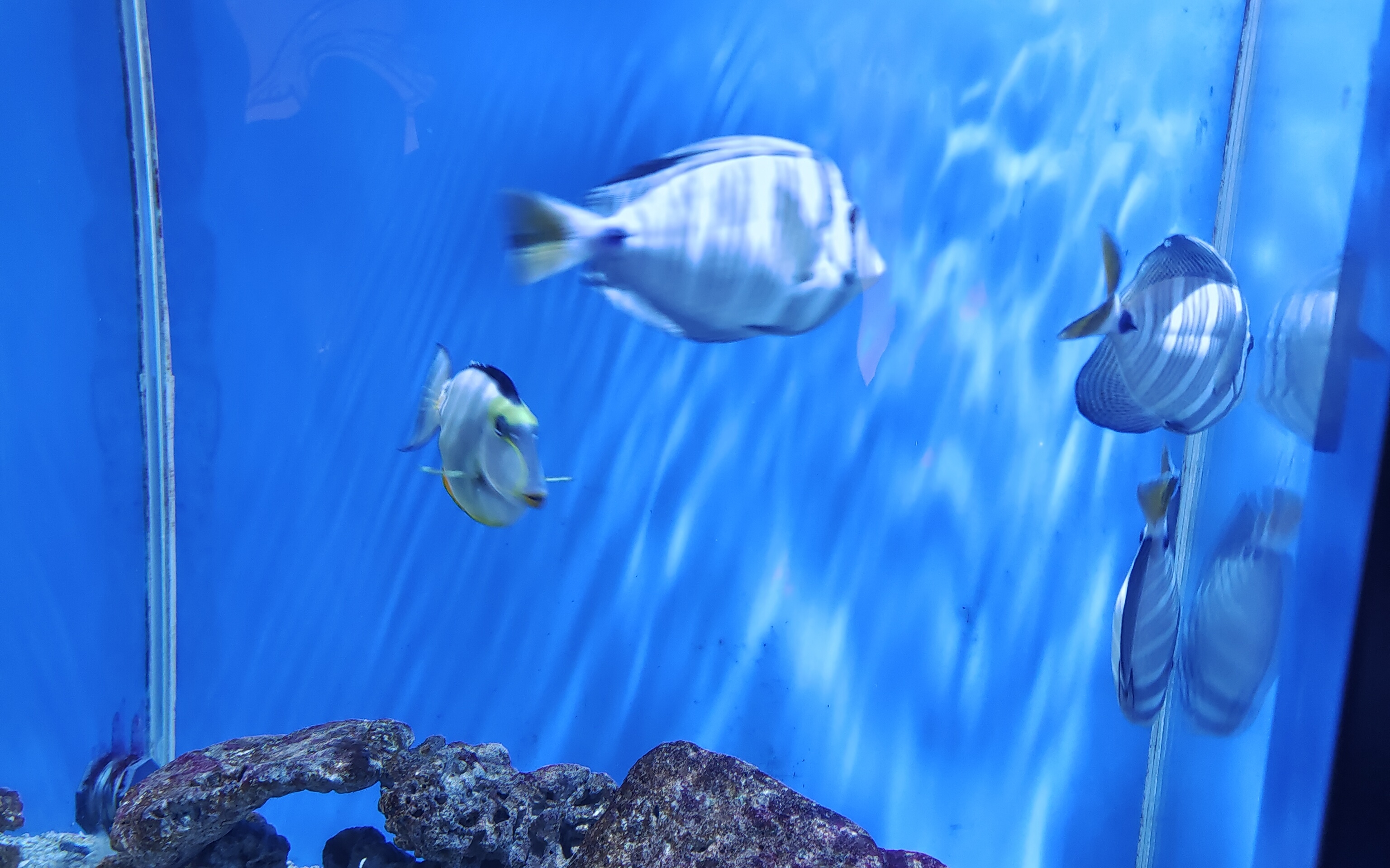 秦皇岛海洋馆一日游