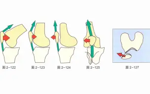 Video herunterladen: 【骨关节功能解剖学】髌骨相对于股骨的位移