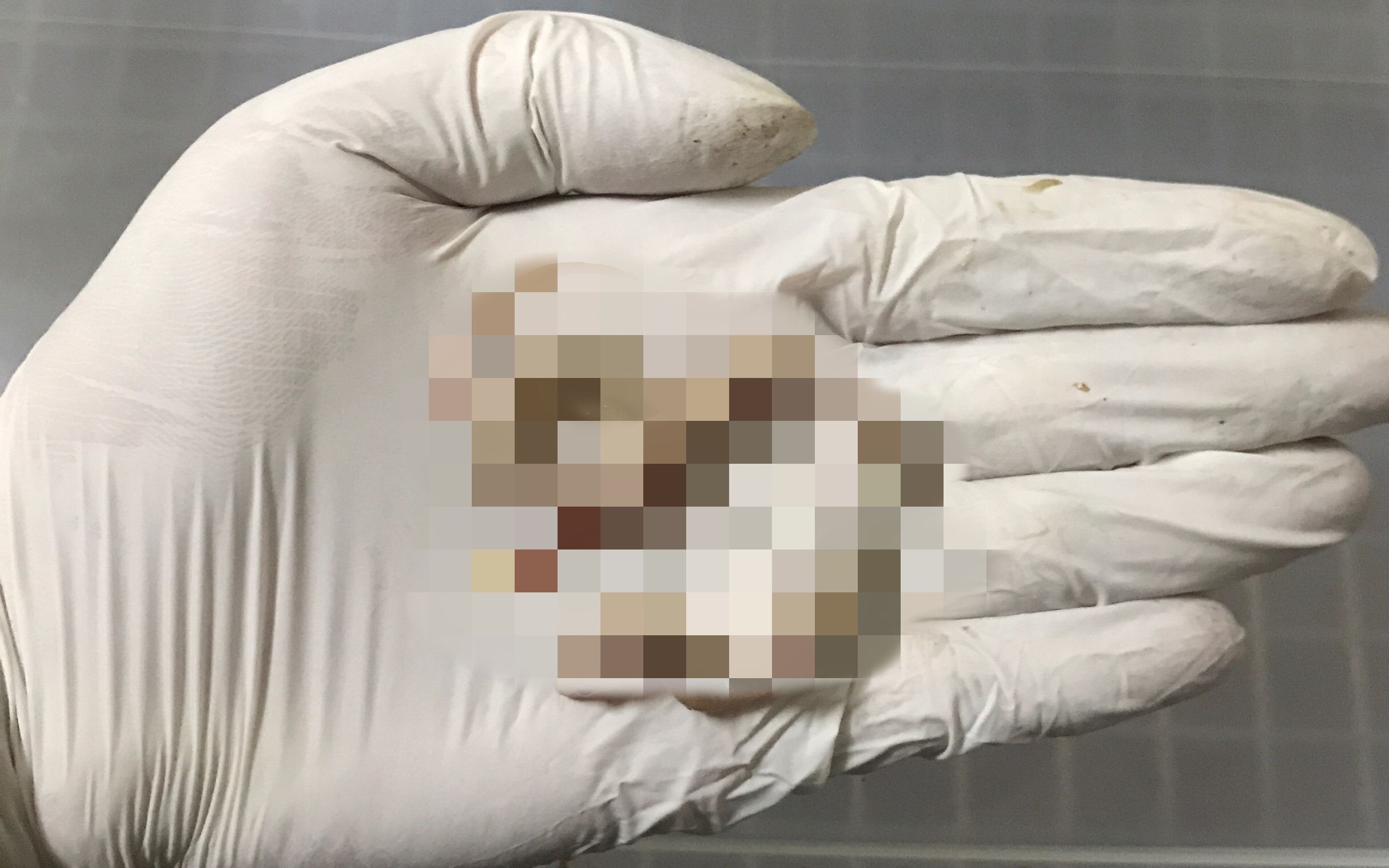 总有人好奇畸形蛇啥样,这次满足你们(死胎,慎点)_哔哩哔哩 (゜-゜)つ