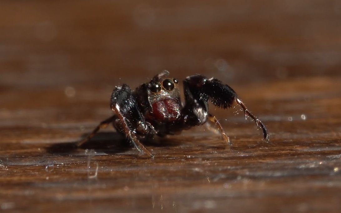 【生物记录/跳蛛】鳃蛤莫蛛_哔哩哔哩_bilibili