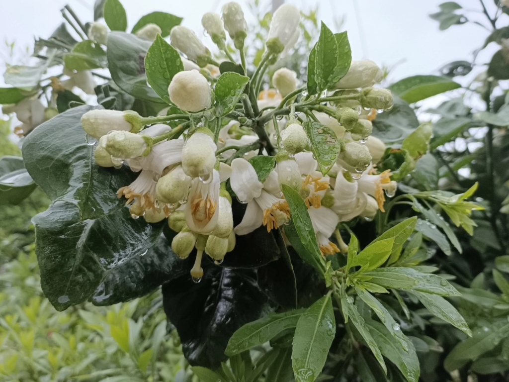 [图]雨打梨花深闭门，忘了青春，误了青春（一个家里蹲大学生的青春）