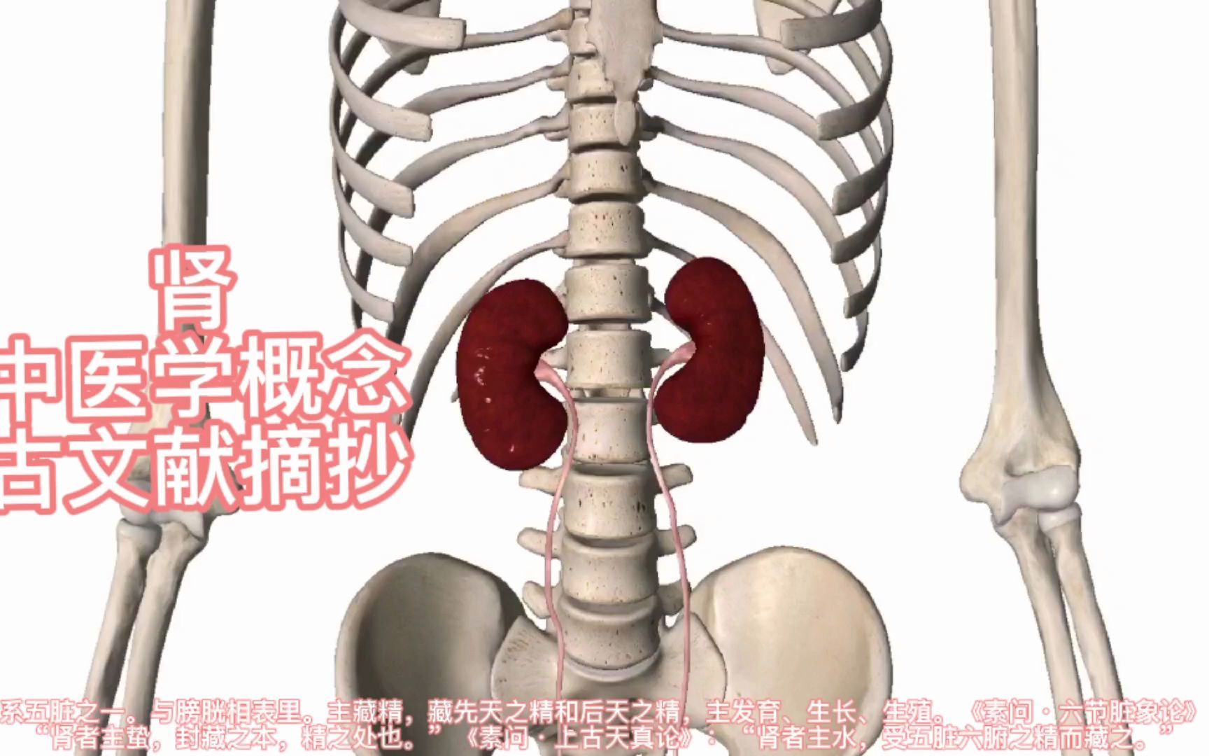 [图]肾_中医学概念_古文献摘抄