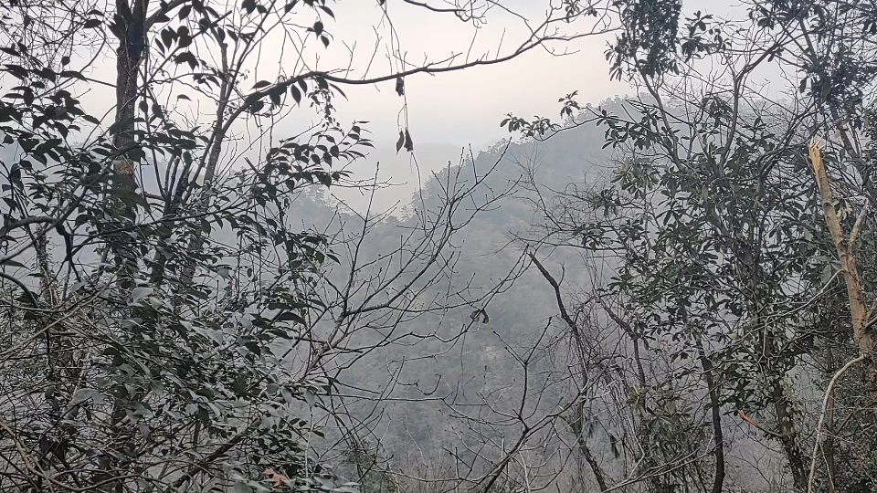 山里美景野生药材金毛狗蕨味甘苦性温归肝肾经祛风除湿补肝肾强筋骨止内脏出血风湿痹痛哔哩哔哩bilibili