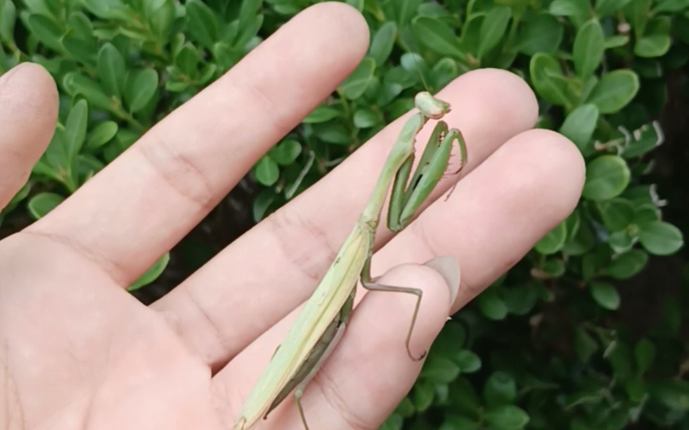 草丛偶遇绿静螳,颜色非常仙,性格也很好