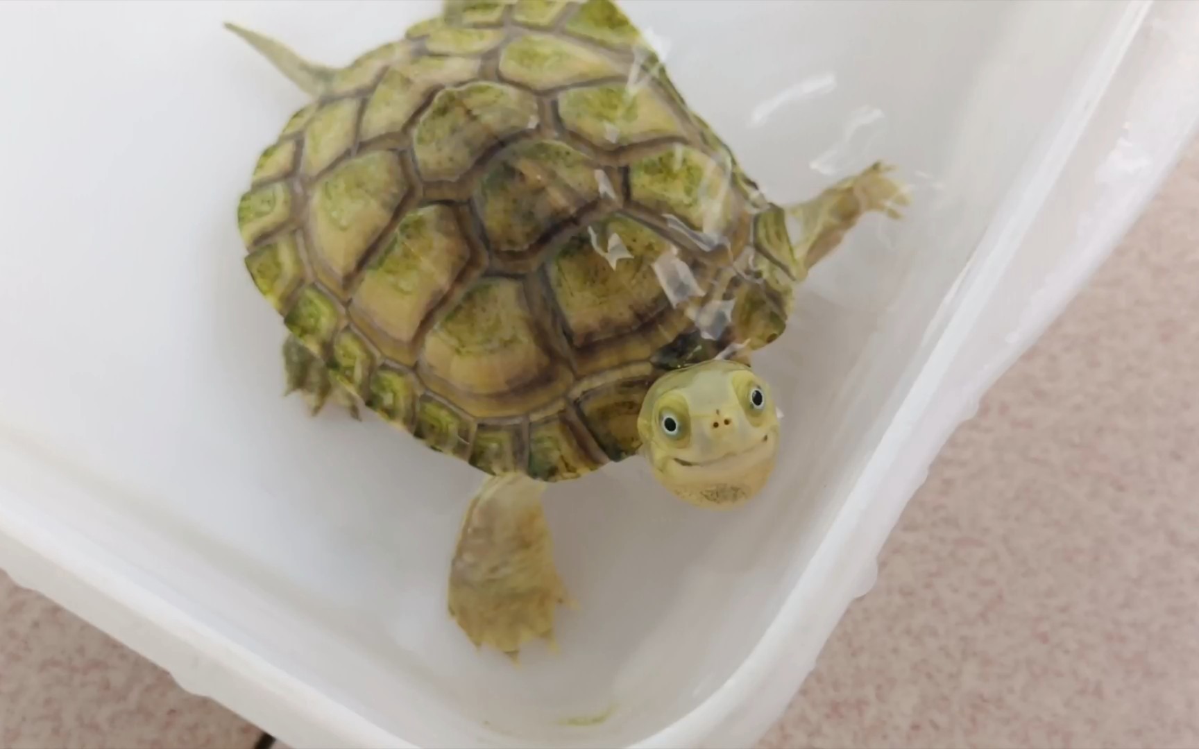 活动  养了4年的黄喉拟水龟拥有微笑脸,小青是黄喉拟水龟中最好看的