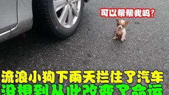 流浪小奶狗在雨中拦住了汽车，没想到因此过上了幸福的生活！