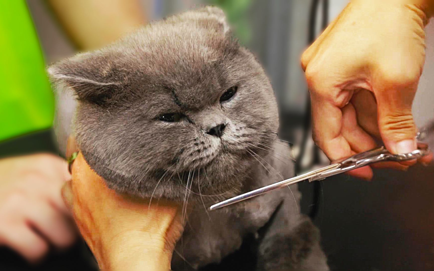 带猫咪去美发,理发师拿出剪刀的那一刻,猫竟然定住了,笑死我了