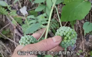 Download Video: 这种植物根茎炖猪脚，祖祖辈辈一直传承下来，您知道有什么作用吗