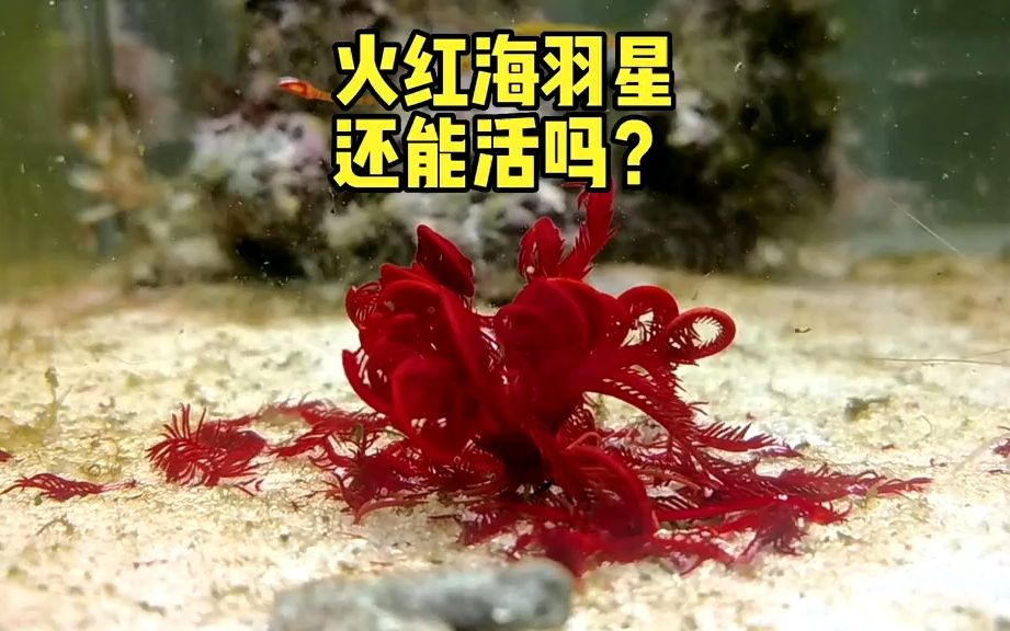 火红海羽星还能活下去吗?