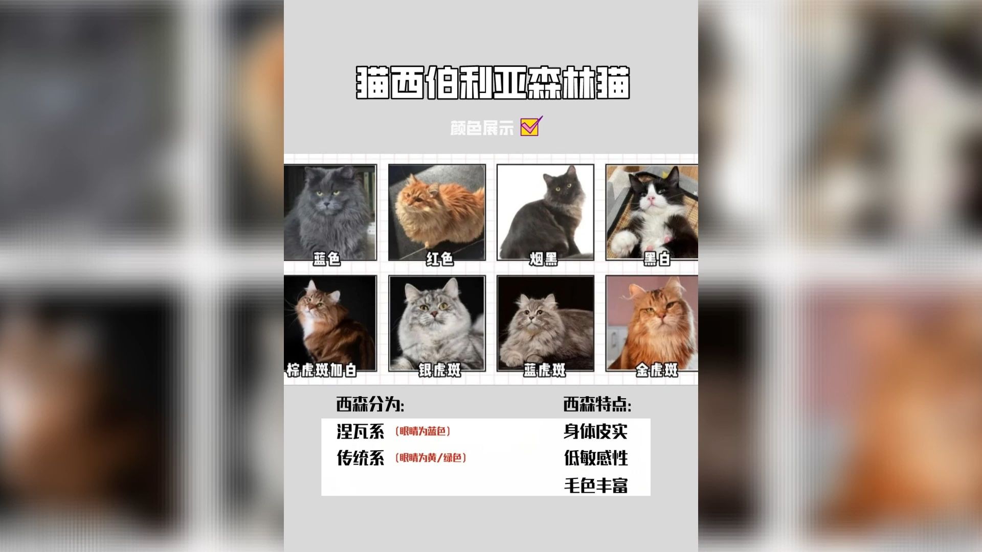 西伯利亚森林猫拉雪橇图片