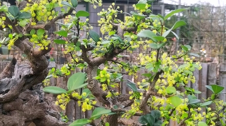 博兰爆满花,也挺清新的感觉