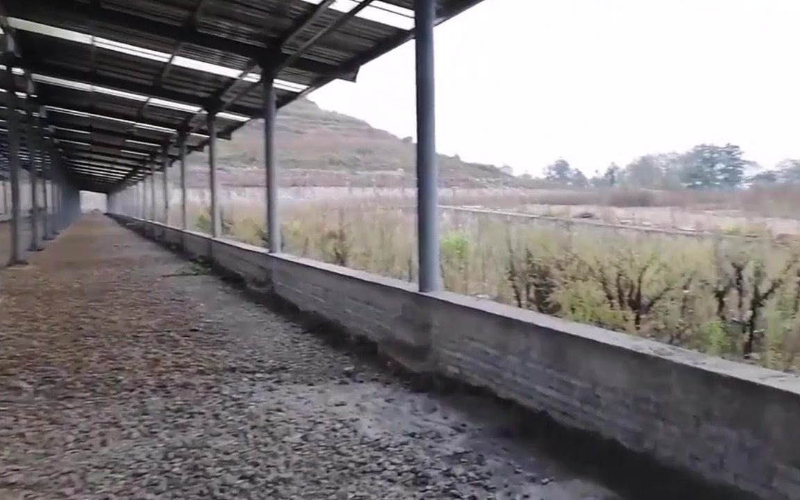 白白農村大型養牛場倒閉,幾十棟牛圈建到一半就這樣荒廢,你有想法嗎