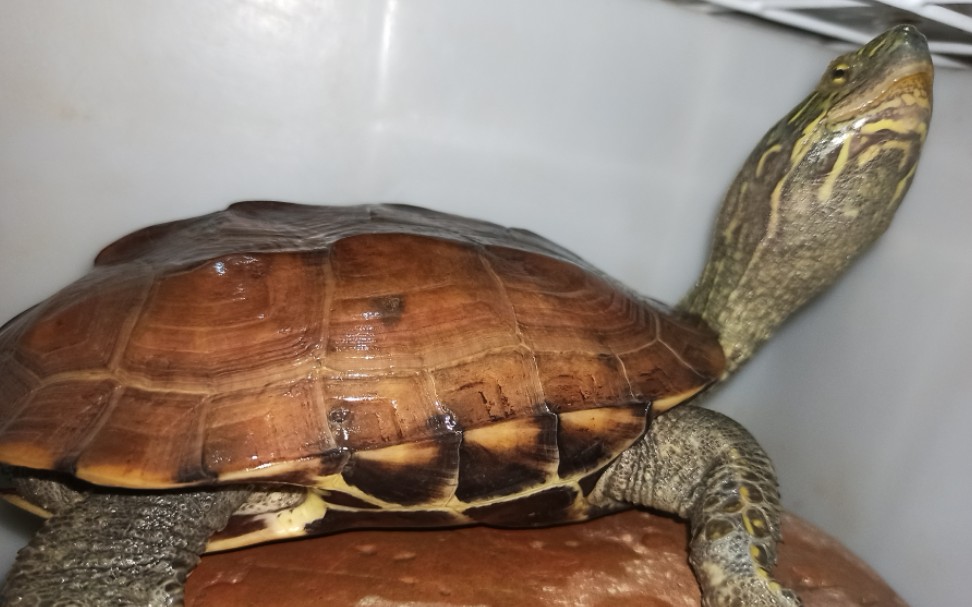 喜欢极品刀刻头纹龟的已备好请点关注马上来