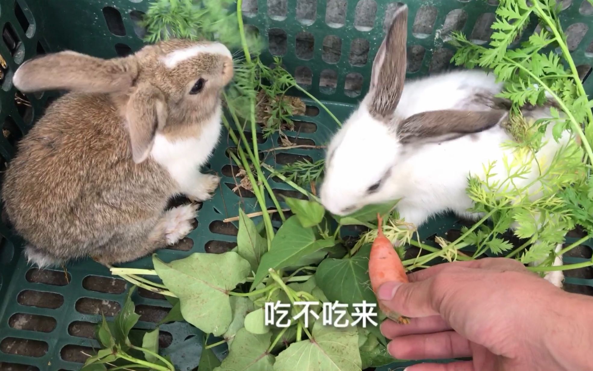 都说兔子爱吃萝卜,这两只兔子就不喜欢吃萝卜,真少见