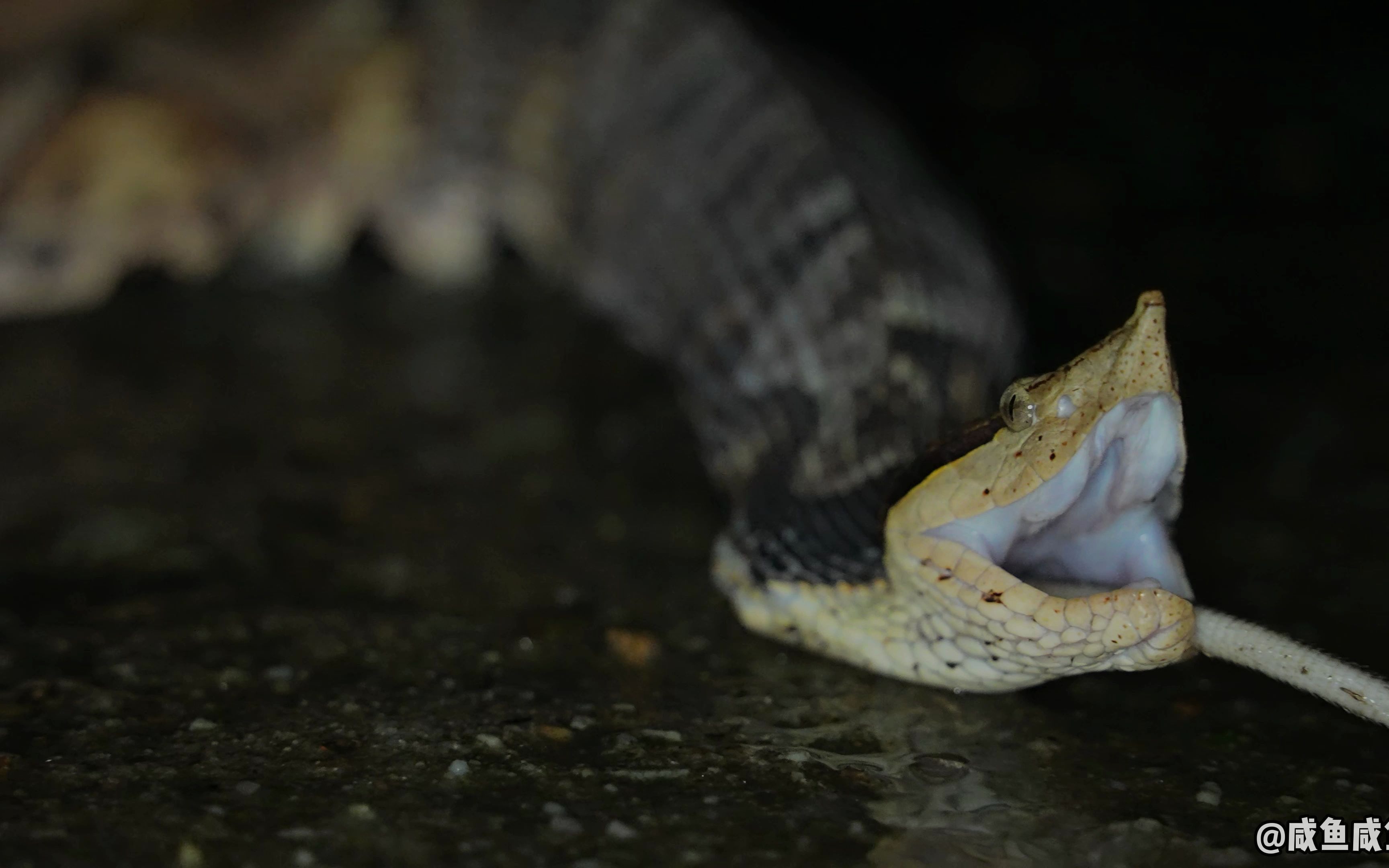 野外遇到正在进食的尖吻蝮