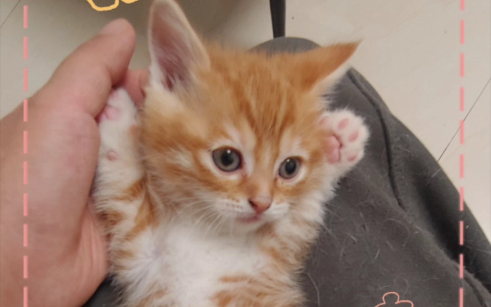 中华田园大橘猫诞生啦!