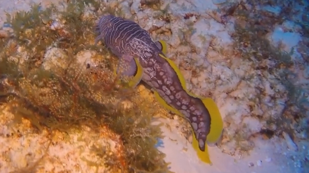 礁蟾鱼 sanopus splendidus 源自yt@james patrick kent