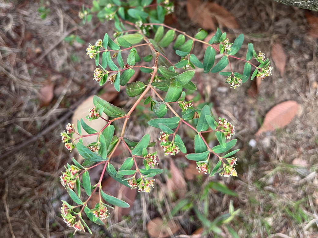 花草世界之:通奶草,通奶草(学名:euphorbia hypericifolia l. )