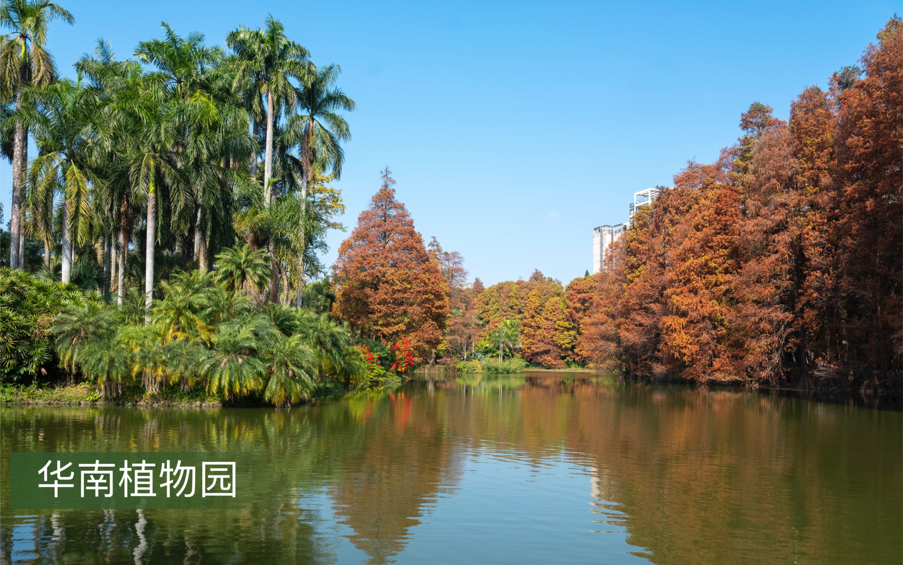 华南植物园景点图片图片