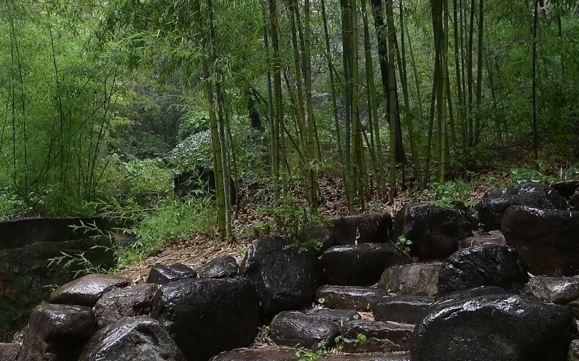 [图]自然之声 | 雨声 寺庙竹林里听到的雨声