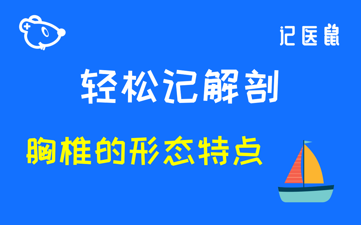 16 解剖 轻松记胸椎的形态特点哔哩哔哩bilibili