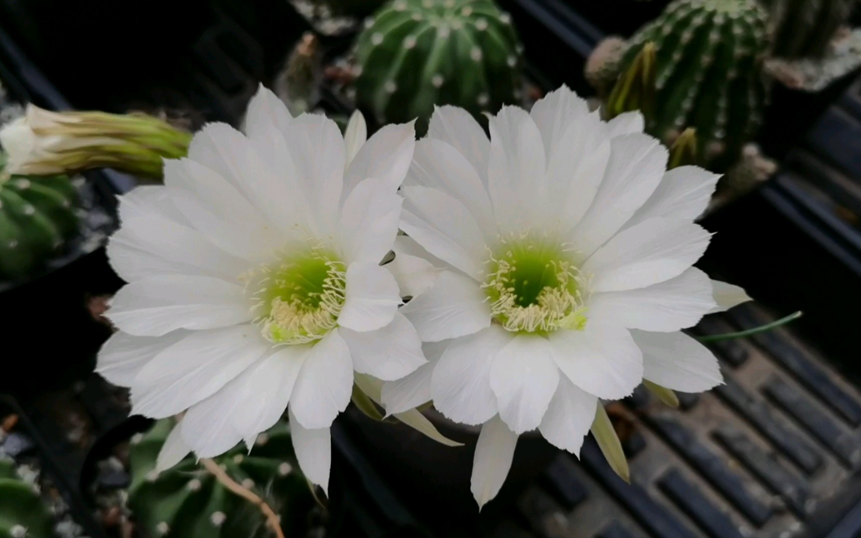 七月流火,仙人球开花继续