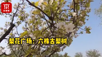 Download Video: 又挖到一个人少花多的赏花好去处！来北京梨园公园赏百年古树梨花！