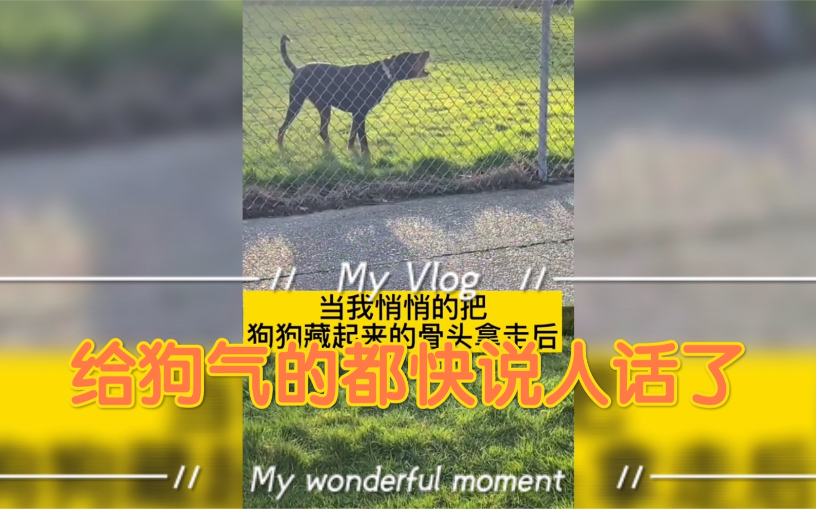 活动作品狗我不是人但是你是真的狗啊