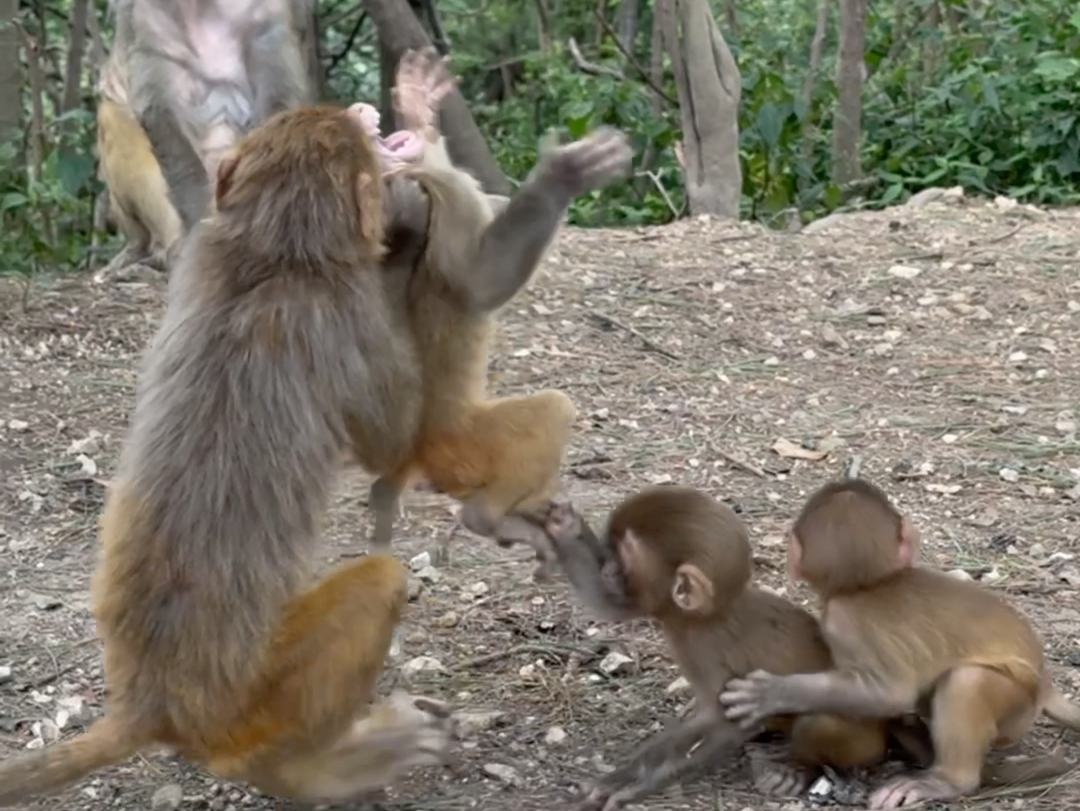 大猴子好坏,把小猴子耳朵都咬出血了