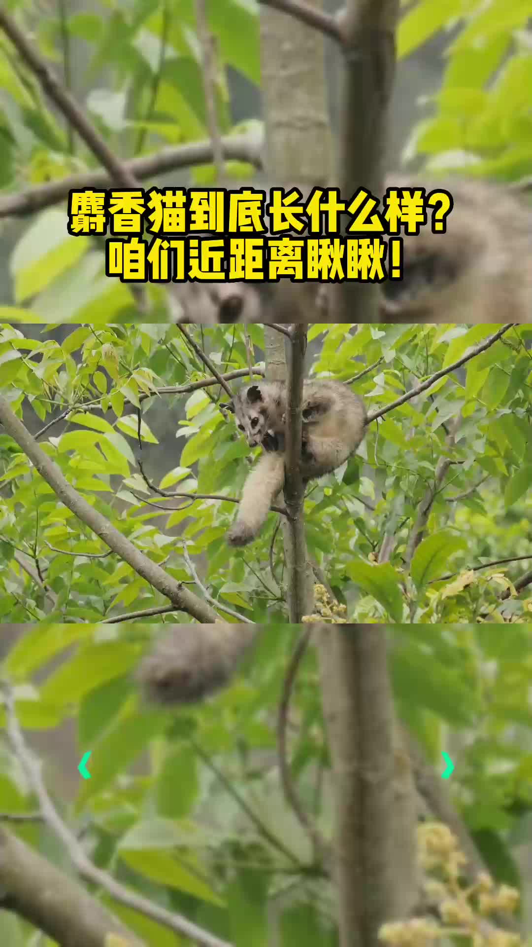 麝香猫到底长什么样?咱们近距离瞅瞅!哔哩哔哩bilibili