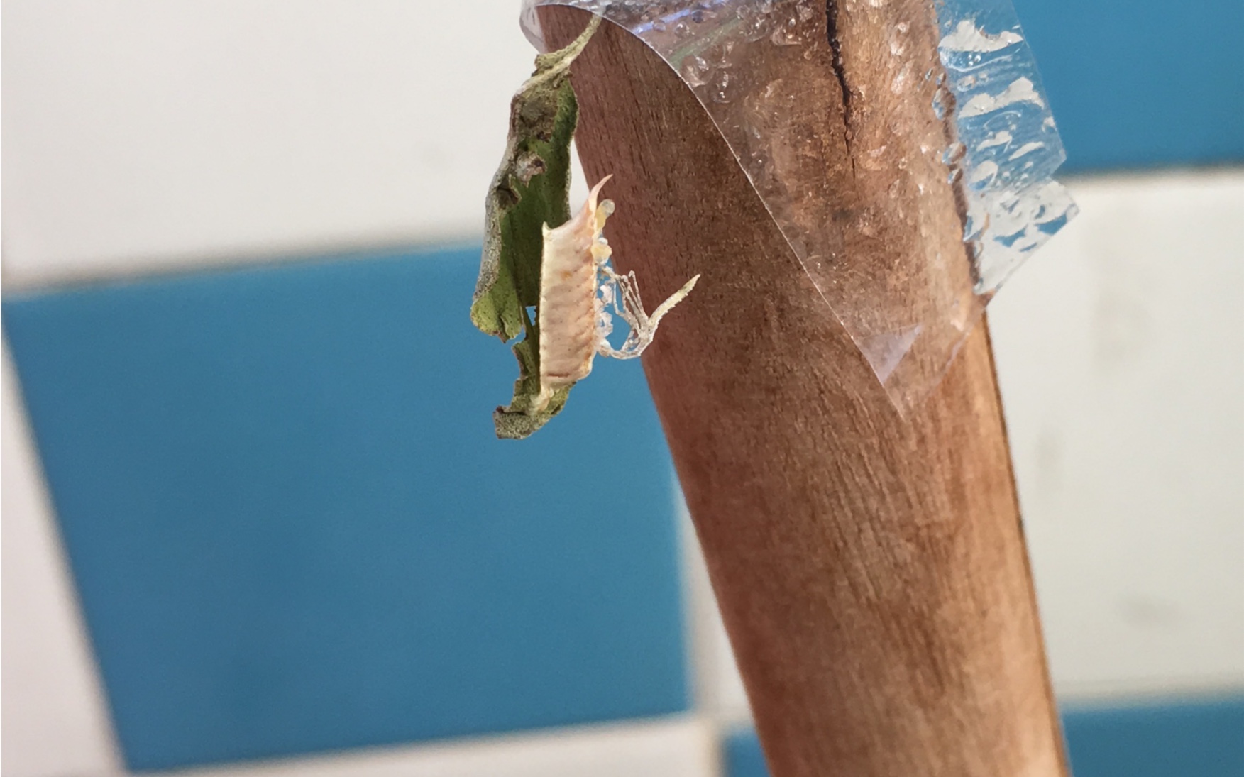 黎明螳孵化啦!比蚊子还要小