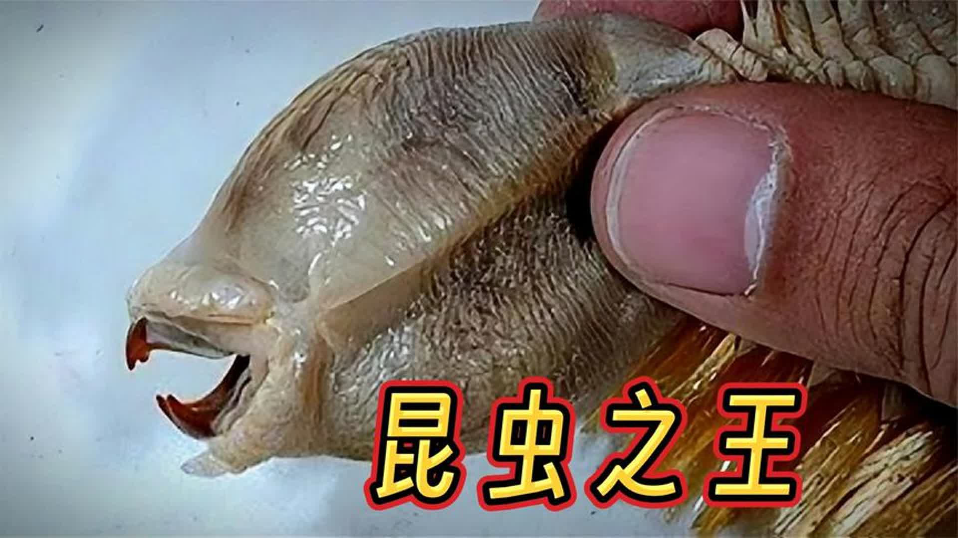 一次看个够!15大昆虫界之最哔哩哔哩bilibili