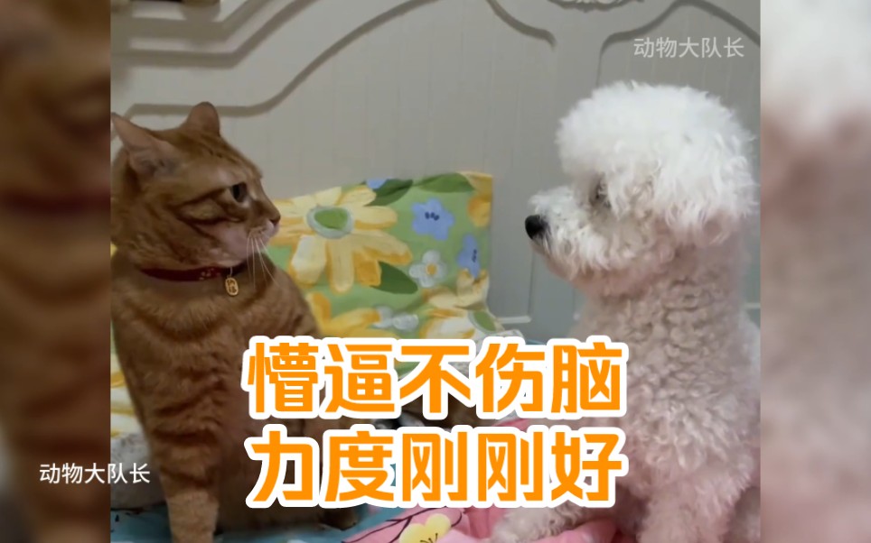 懵逼不伤脑,duangduang刚刚好