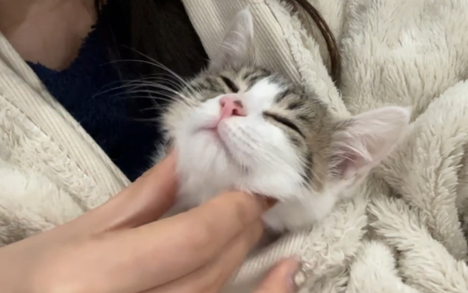 沉浸式rua睡小奶猫