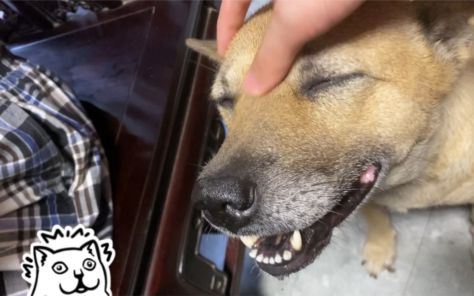 中华田园犬小短腿阿土之按头杀