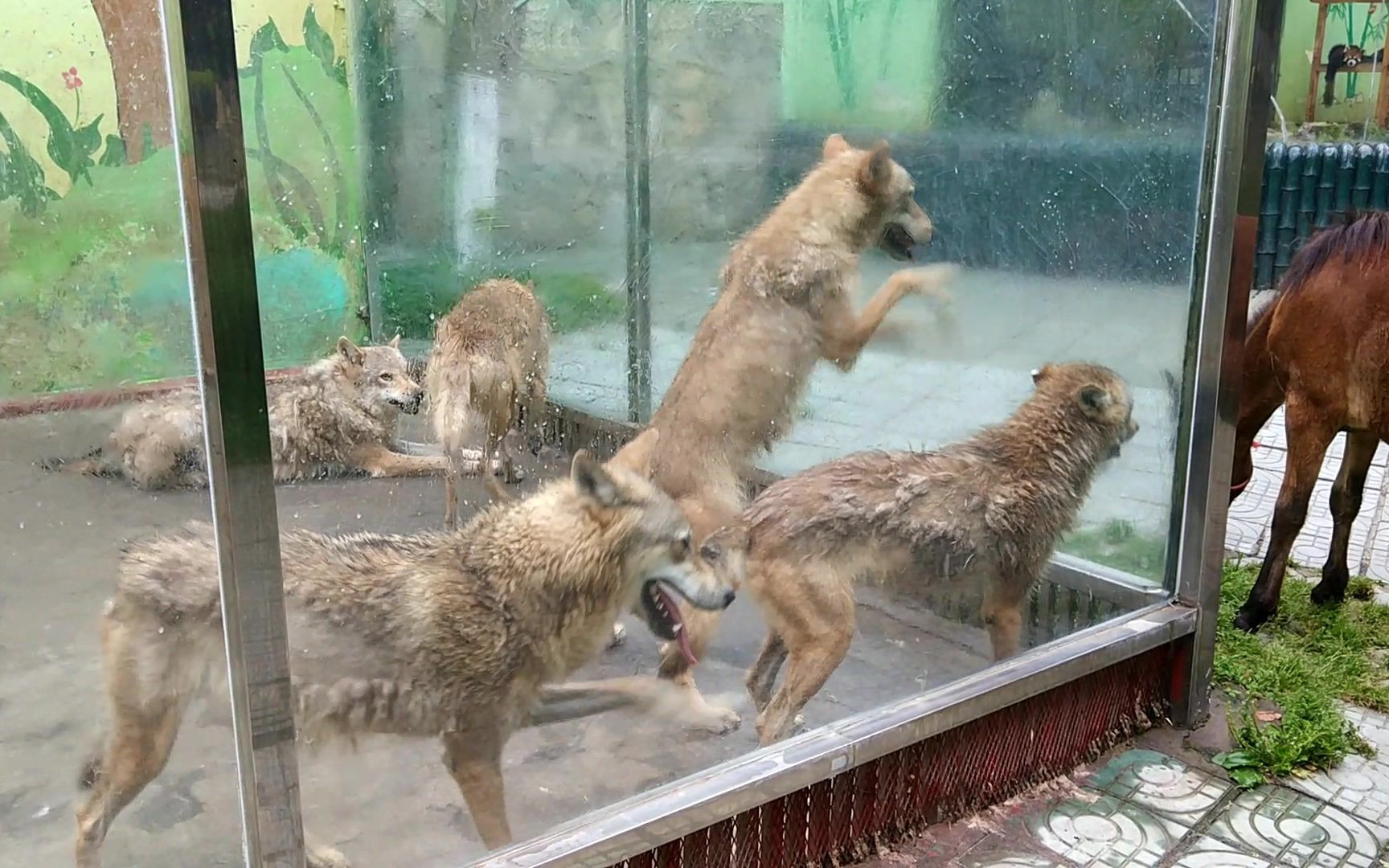 动物园中狼与马