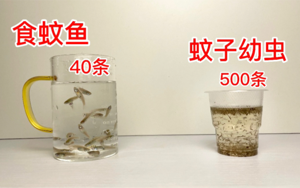 食蚊鱼寄生虫图片