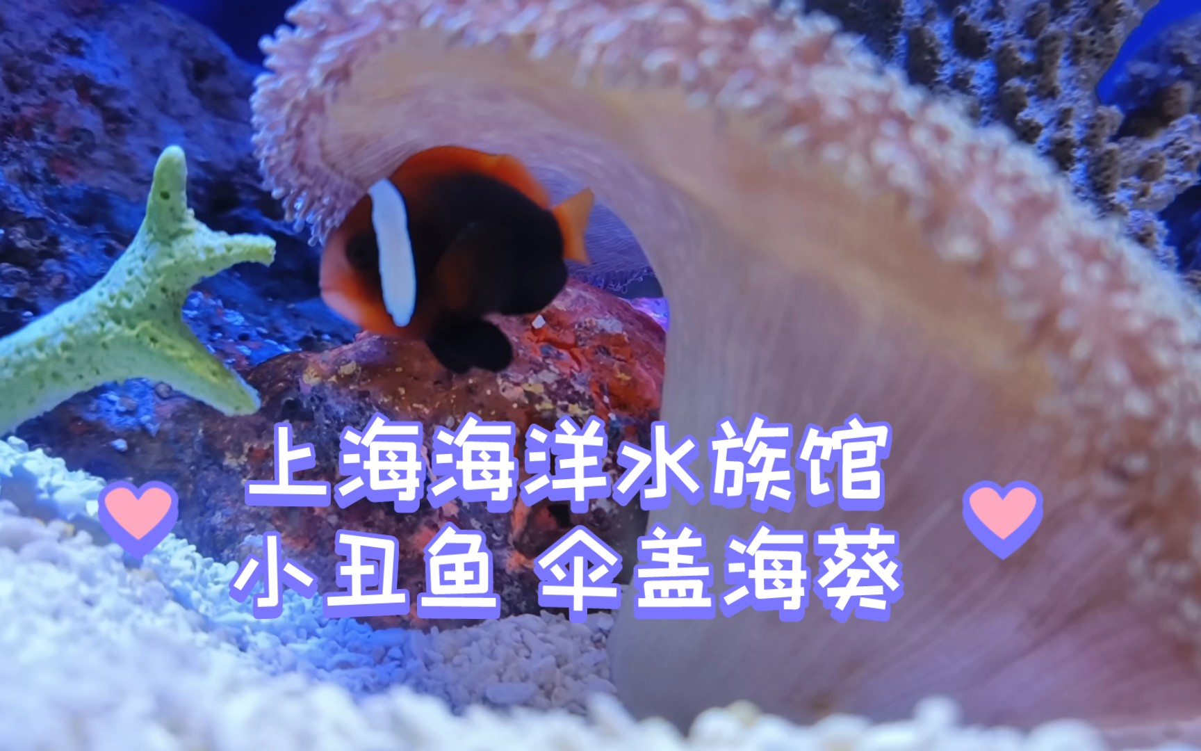 上海海洋水族馆 小丑鱼和伞盖海葵