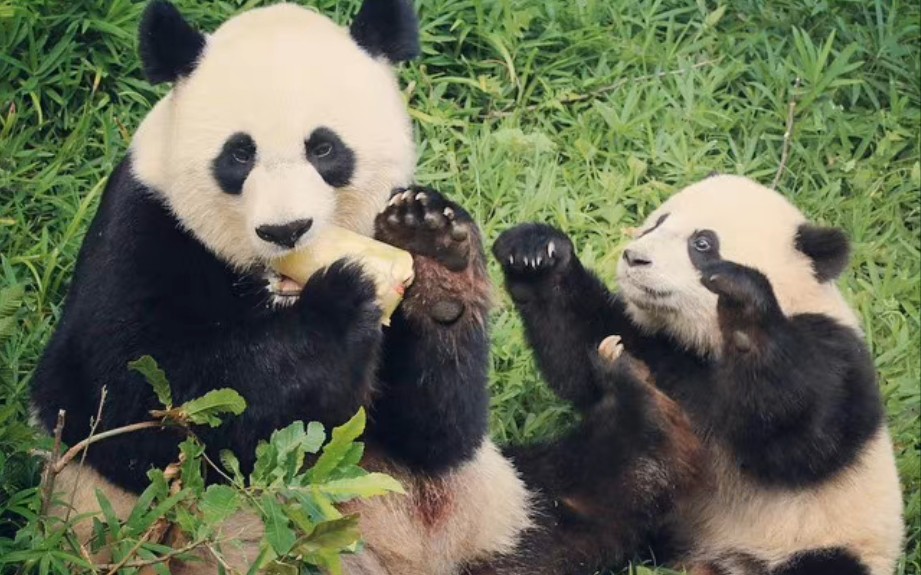 熊猫妈妈照顾初生儿会禁食多久娇娇照顾前三个孩子时的禁食期分别是