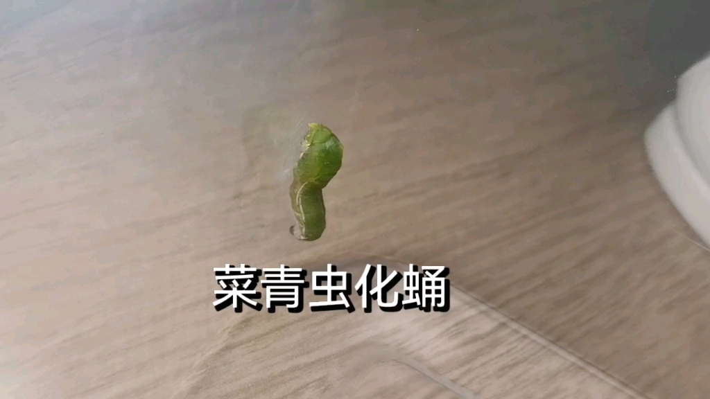 神奇的四分钟!菜粉蝶幼虫化蛹过程!哔哩哔哩bilibili