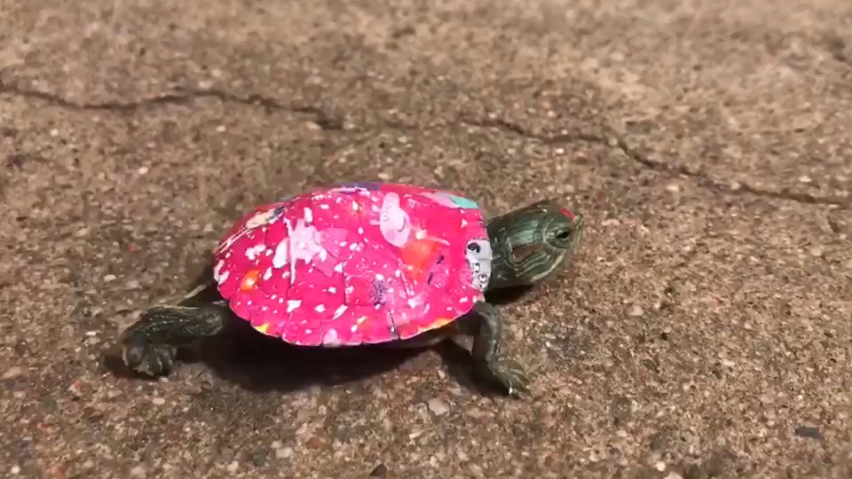 乌龟又到了充满萌龟的季节