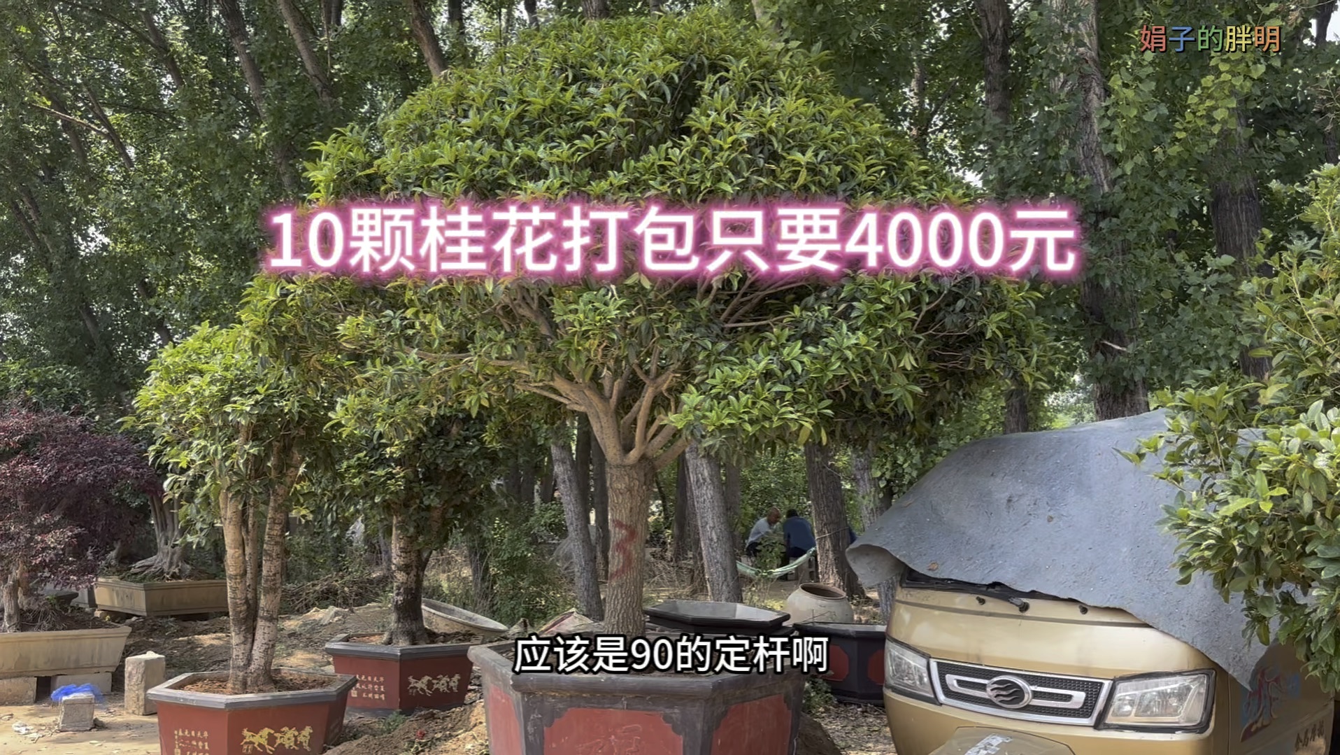 今年桂花价格大崩盘,李叔家10颗桂花4000元就处理